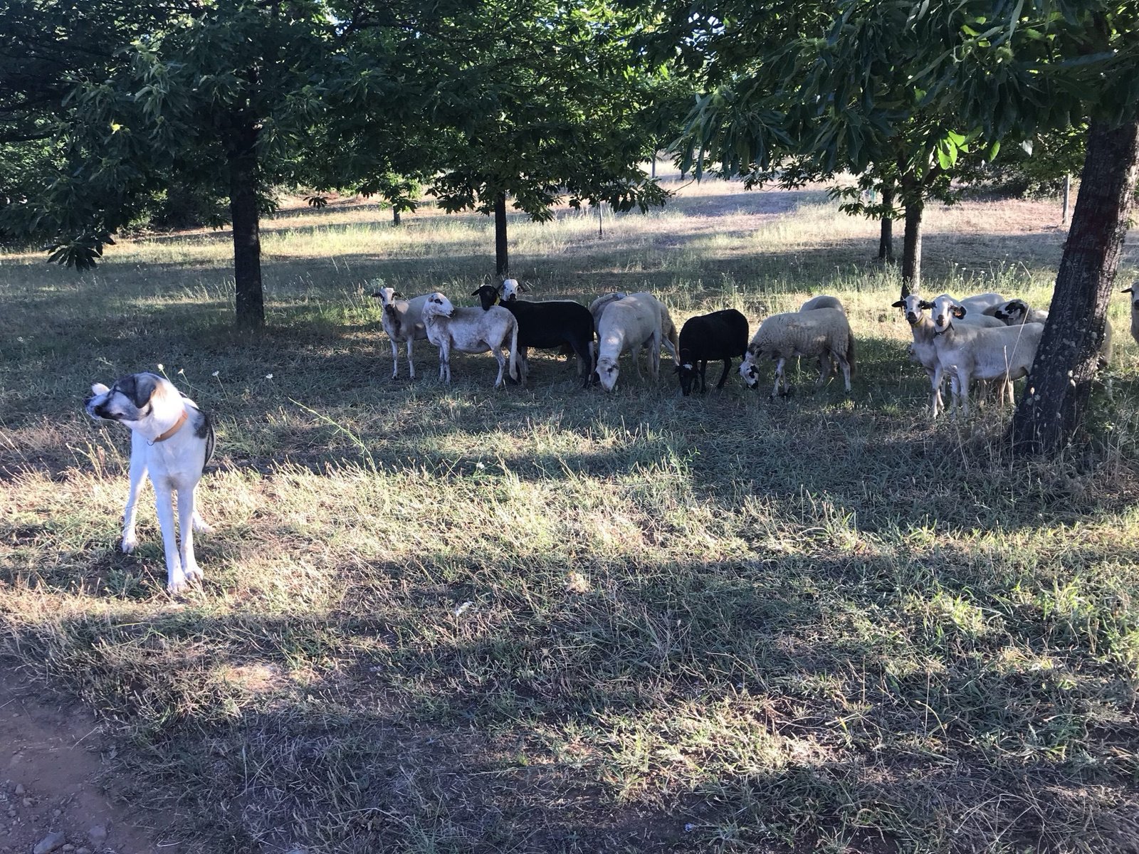 Kudde schapen met grote herdershond.