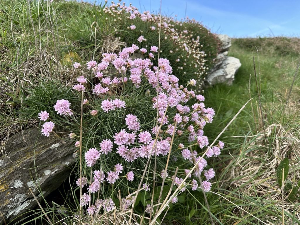 Engels gras (roos-paars bloemetjes)