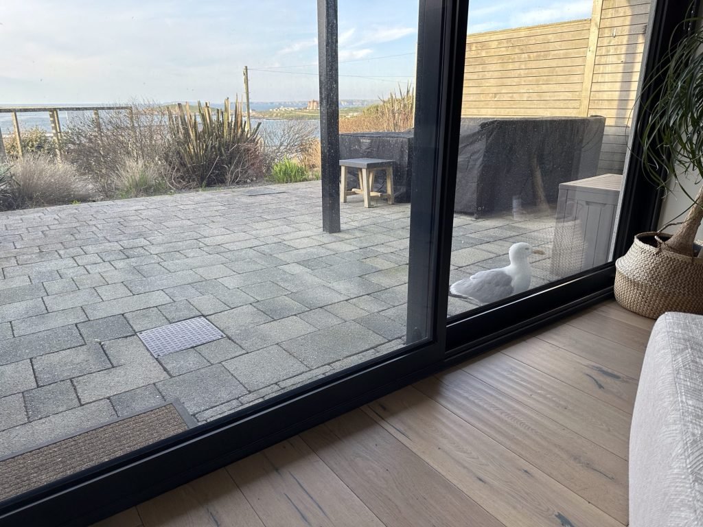 Zilvermeeuw op terras aan raam
