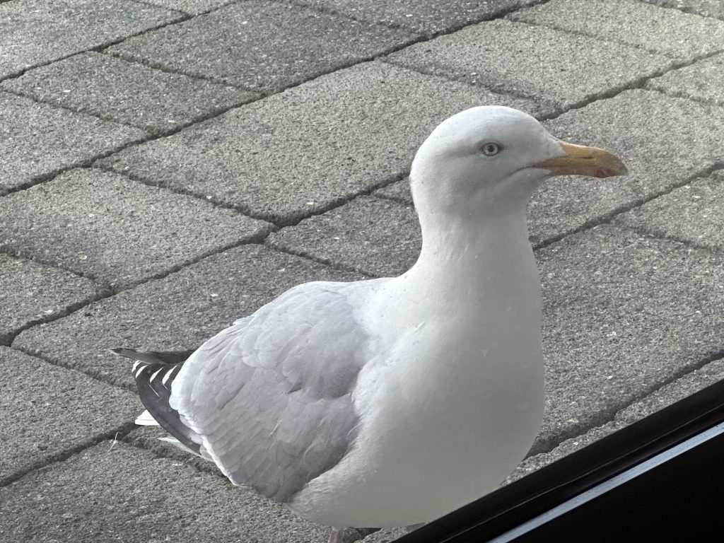 Close-up van zilvermeeuw