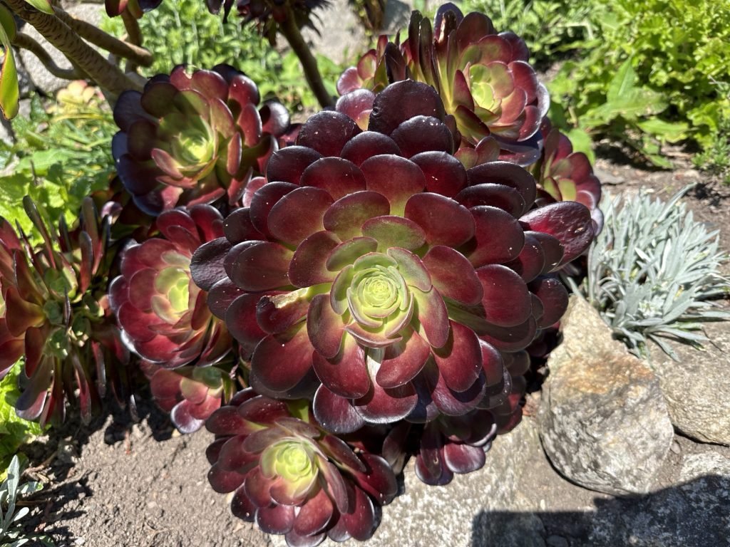Close-up van vetplant in de rotstuin Saint Michaels Mount