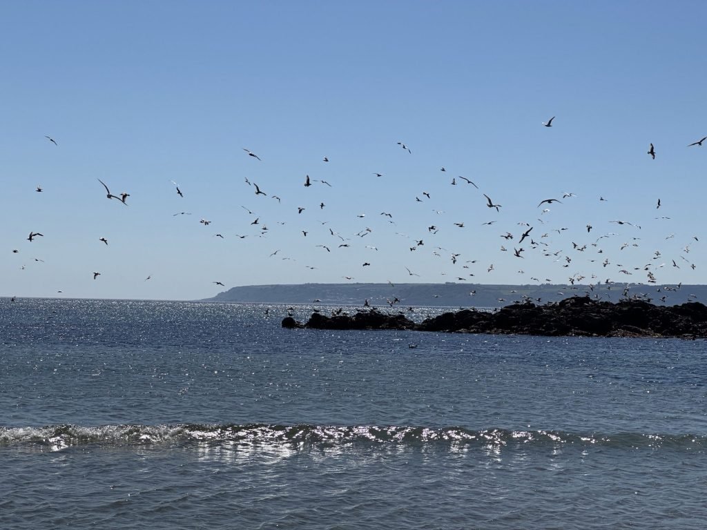 Marazion: zeevogels over de baai