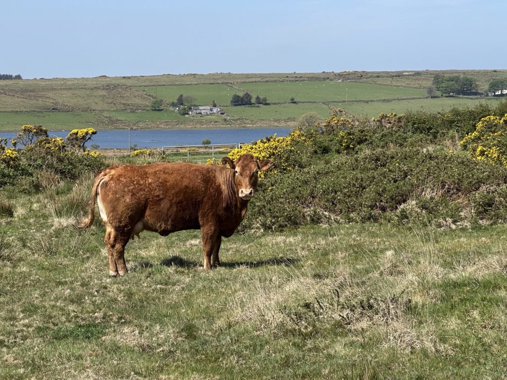 Koe met op de achtergrond Dozmary Pool, Bodmin Moor