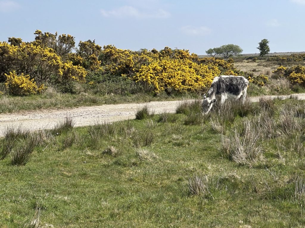 Bodmin Moor met gaspeldoorn en koe