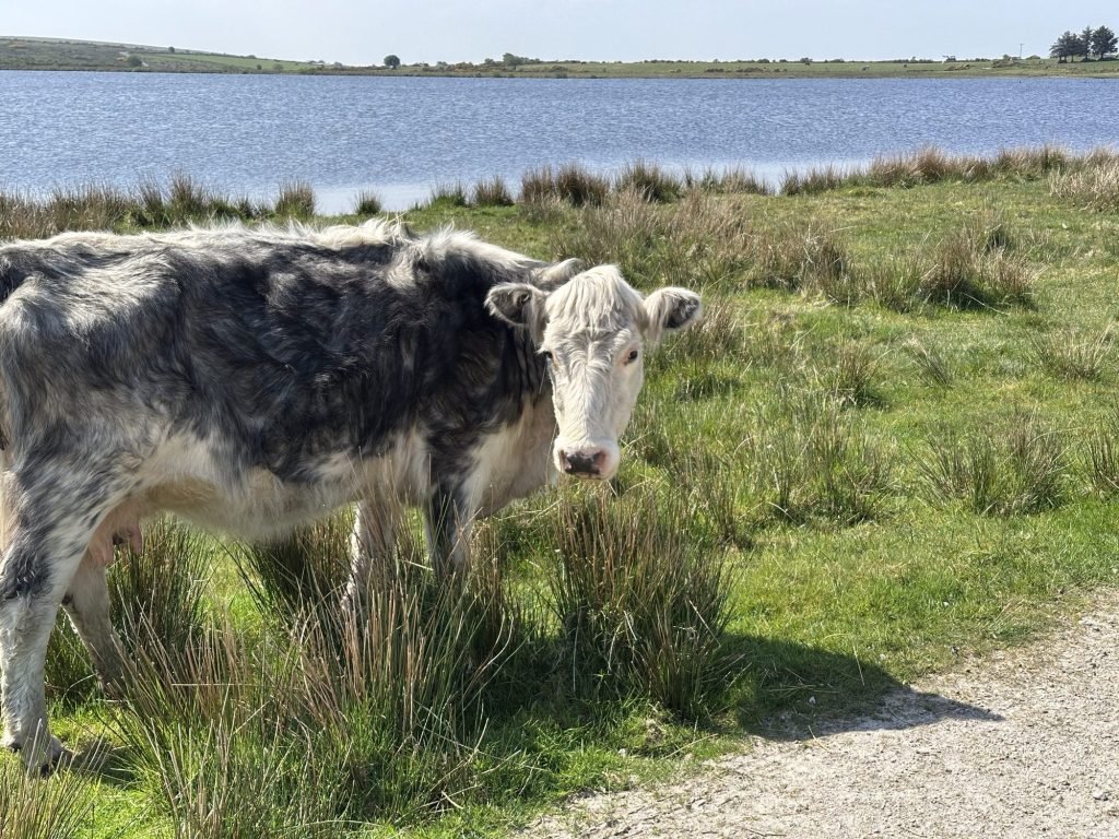 Zwart-witte koe met pels aan Dozmary Pool, Bodmin Moor