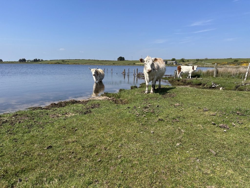 Koe in het water van Dozmary Pool, Bodmin Moor