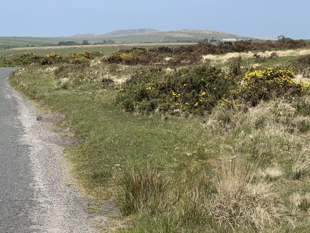 Bodmin Moor met gaspeldoorn