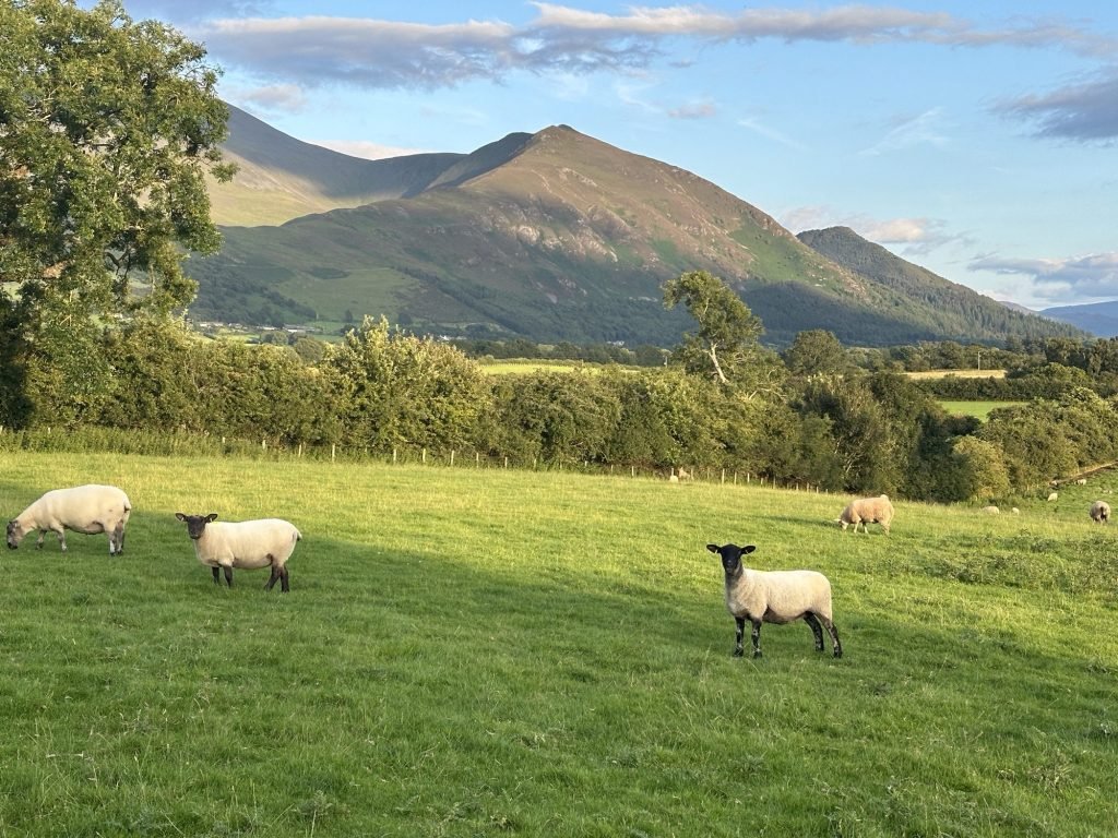 Berglandschap met Suffolk-schapen. 