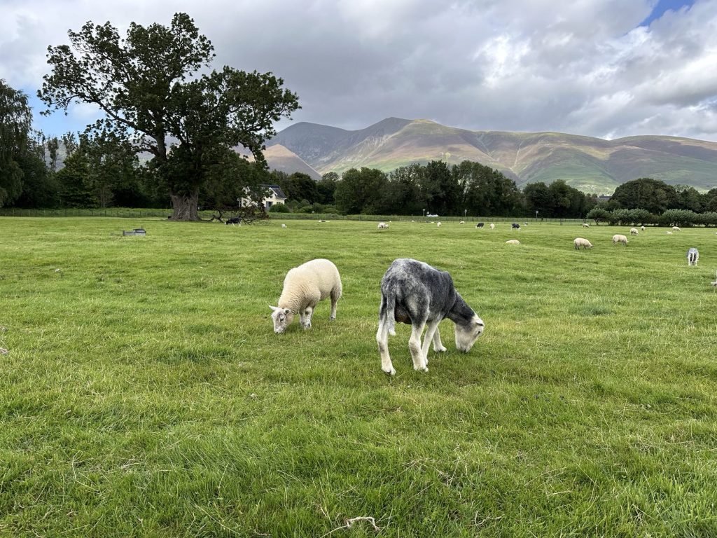 Wit en grijs schaap met bergen op achtergrond. 
