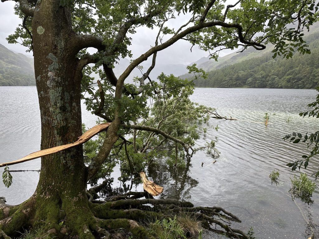 Meertje met boom en afgerukte tak.