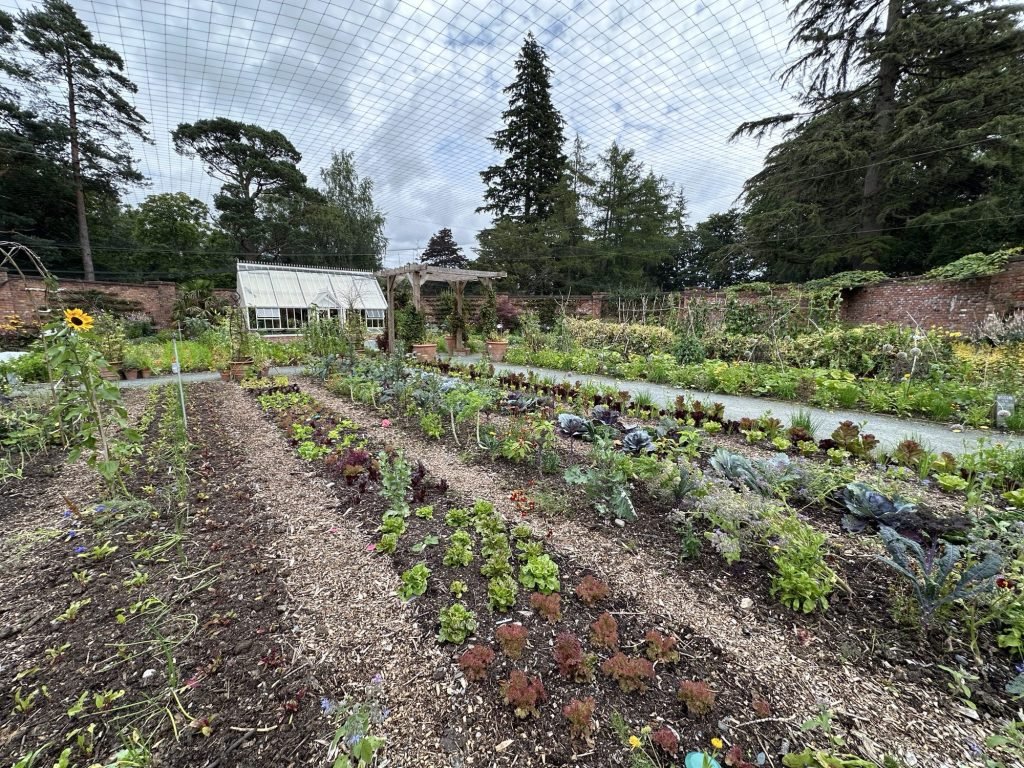 Rijen groenten met muren van tuin op achtergrond. 
