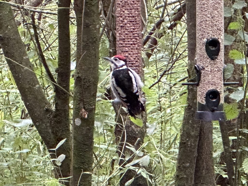 Specht met rood “mutsje” aan voederstaaf. 
