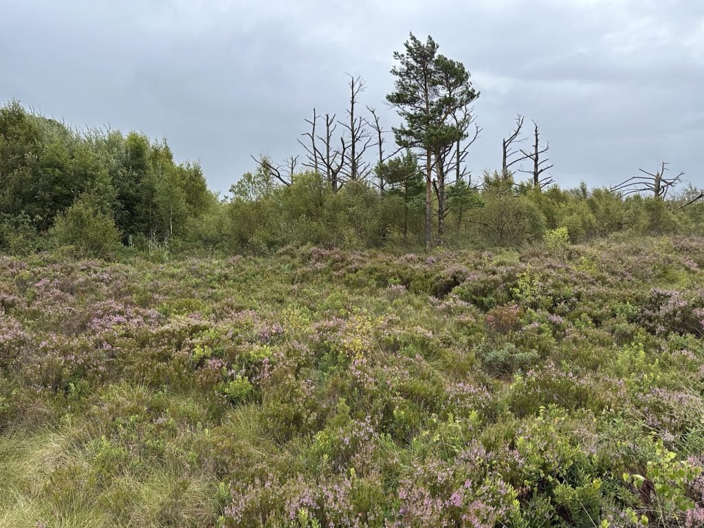 Heide met dode bomen. 