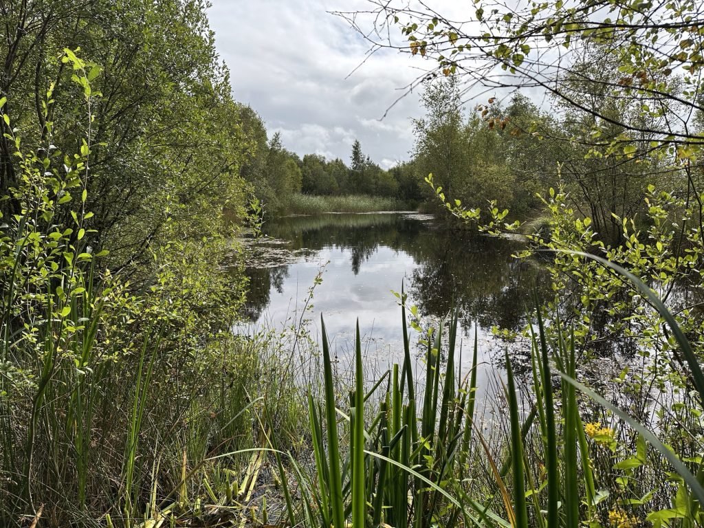Vijvertje in het groen. 