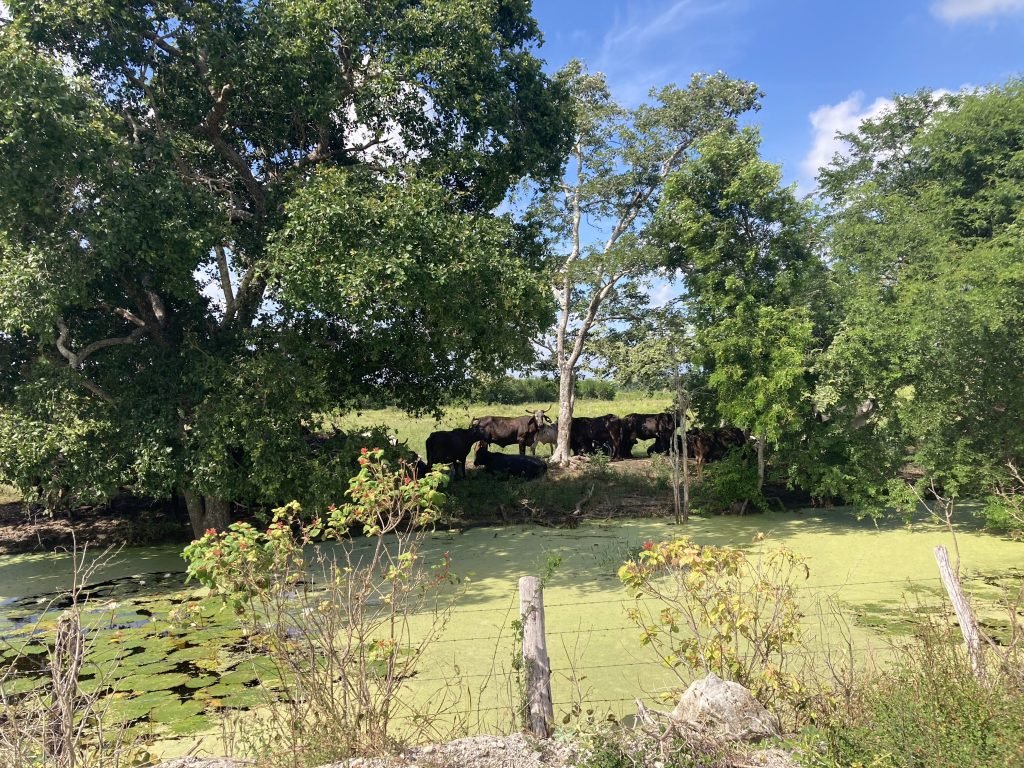 Meertje, bomen, weide met koeien in achtergond in Yucatán