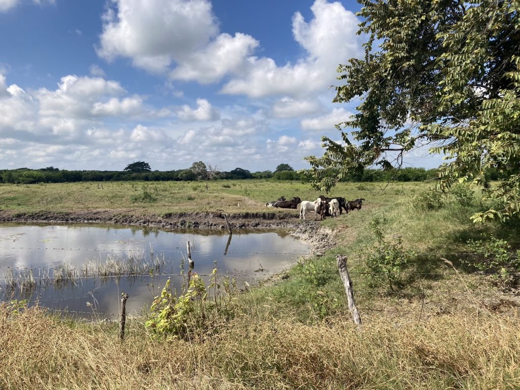 Weide met koeien aan de rand van een meer in Yucatán