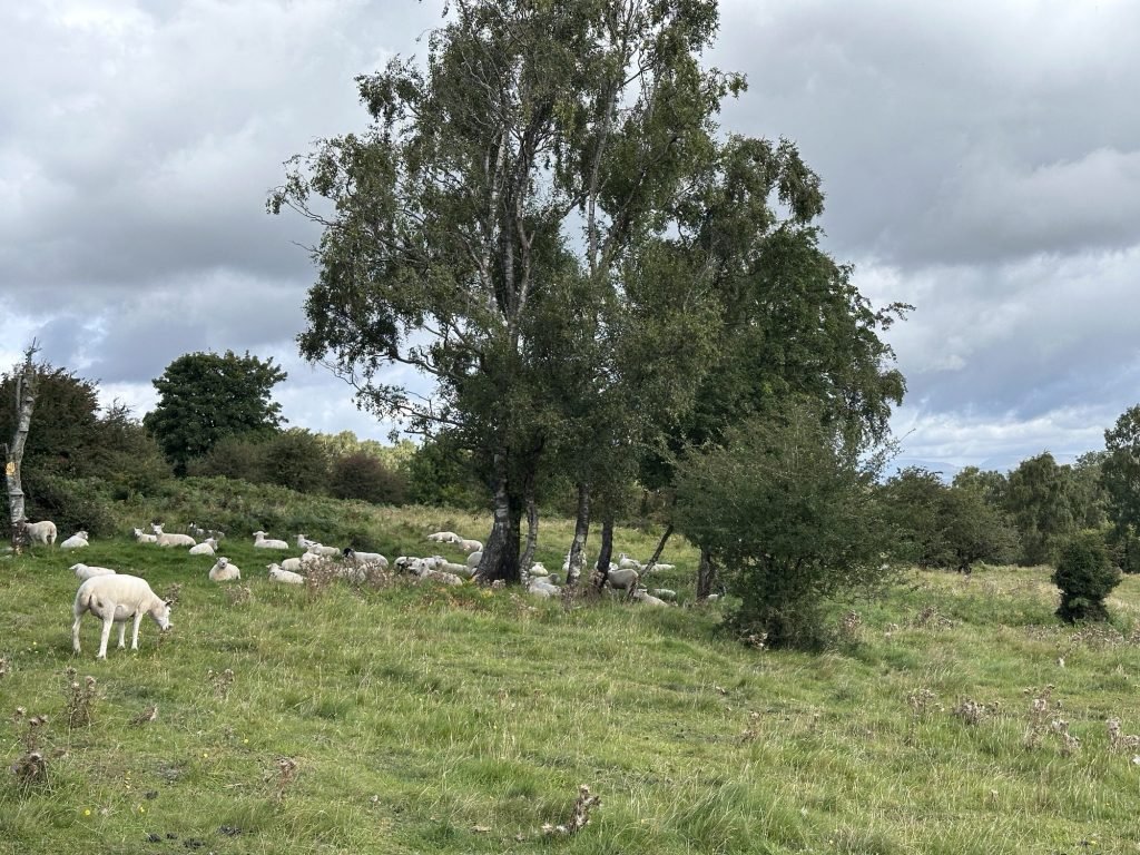 Grote boom in weide met schapen. 