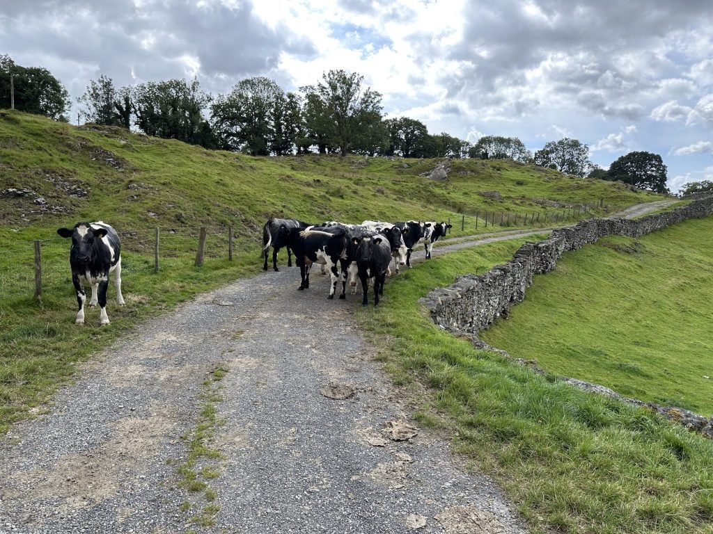 Koeien op grindweg aan weide. 