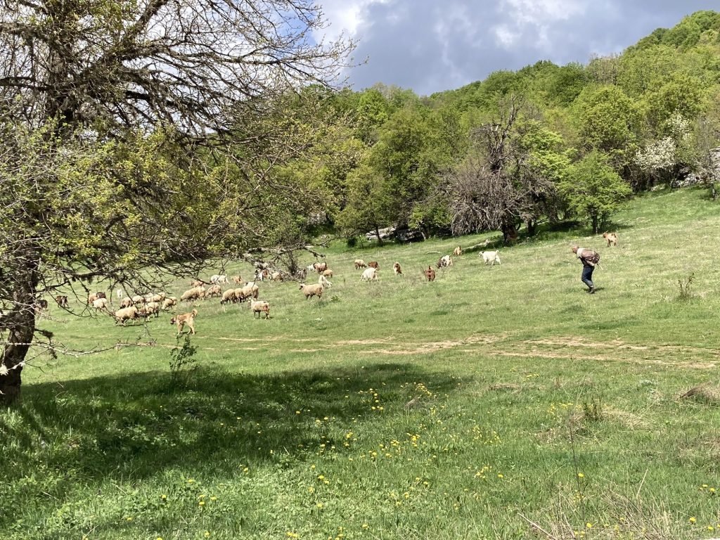 Glooiende weide met schapen en herder in Vikos, Stone Forest, Centraal Griekenland