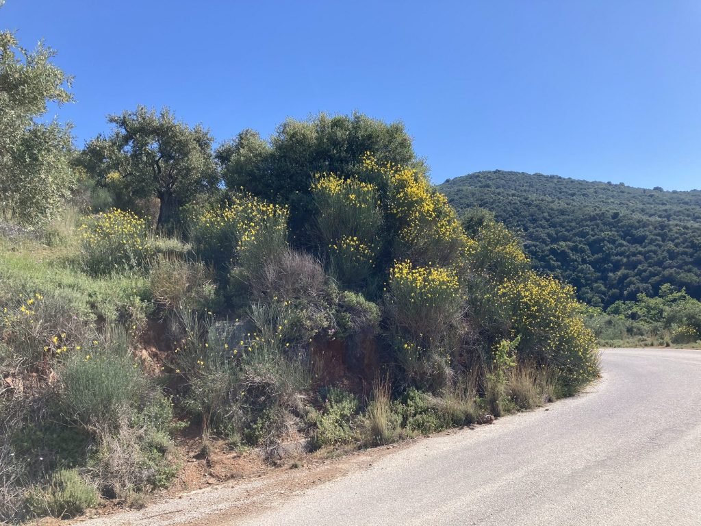 Bergweg met bloeiende gele brem Pelion, Centraal Griekenland