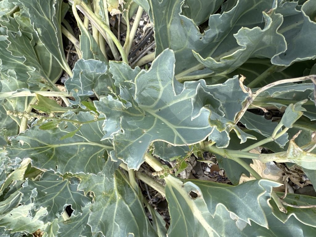 Close-up van zeekool.