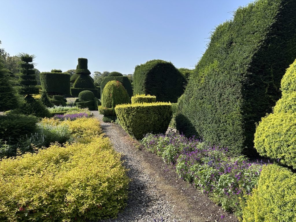 Hoge, gesculpteerde buxus. 