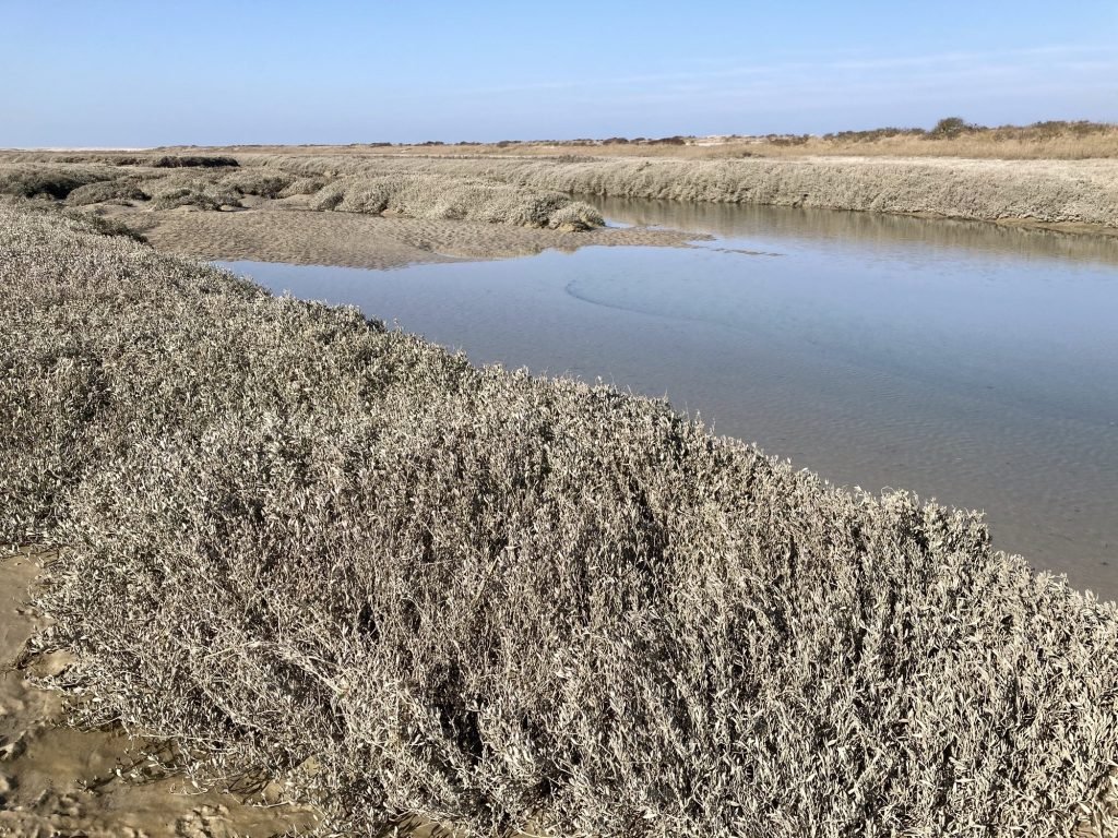 Meertje op strand van Le Hourdel met begroeiing