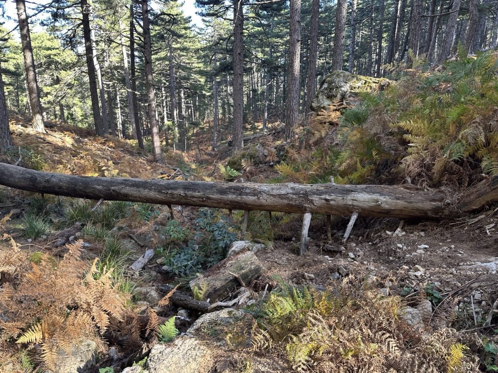 Kloof in bos met gevallen boomstam. 