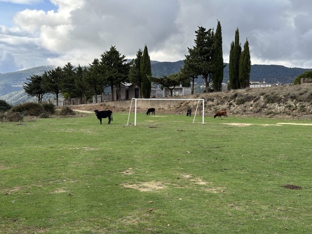 Vier koeien op voetbalveld.