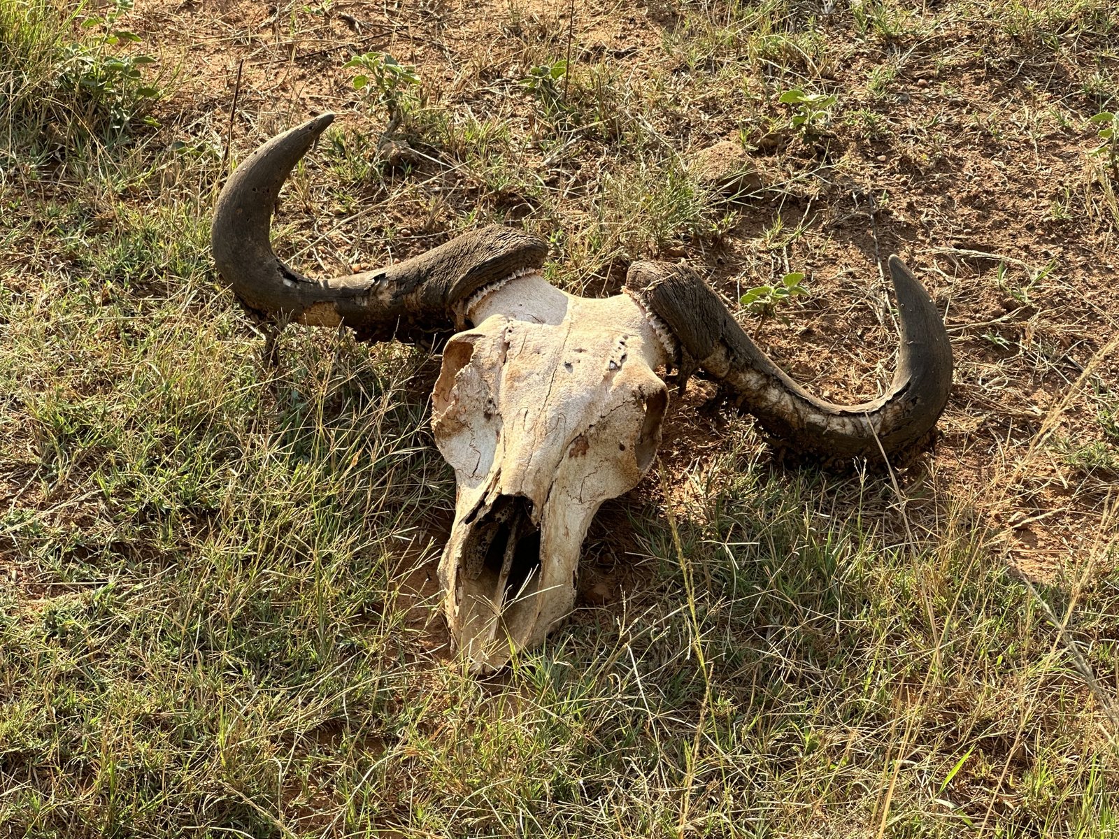 Welgevonden Game Reserve: schedel van rund of antilope met horens. 