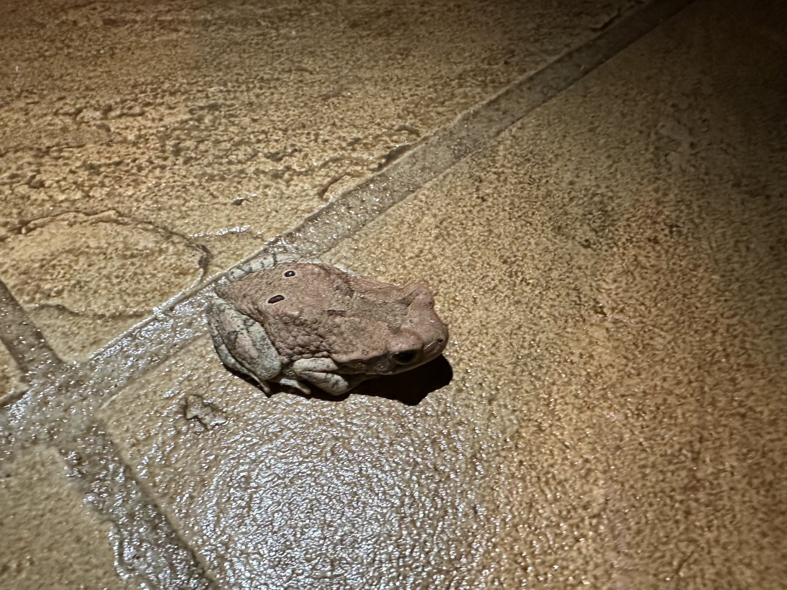 Frog in Kololo