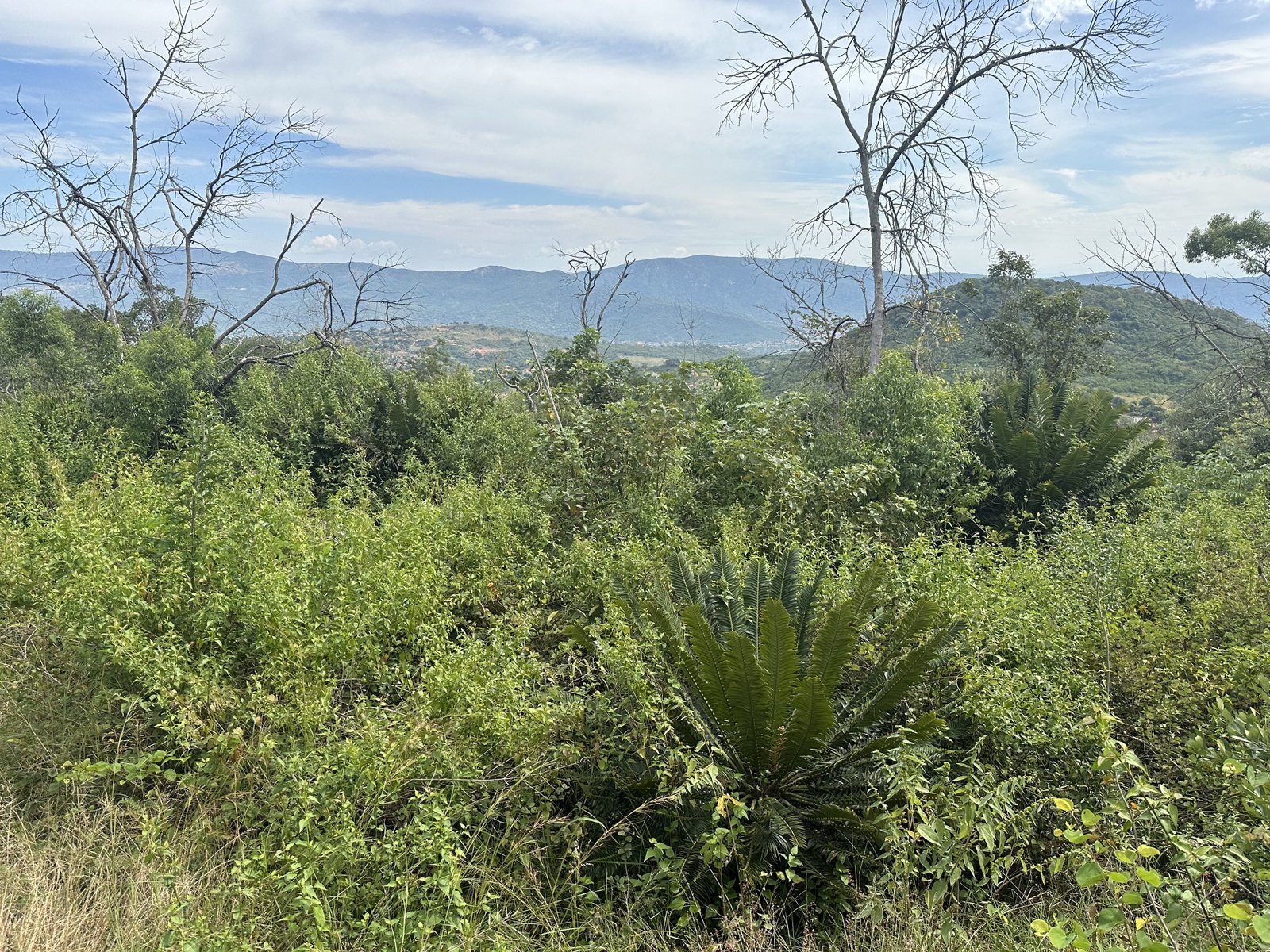 Modjadji Nature Reserve: groen landschap met broodboom op voorgrond. 