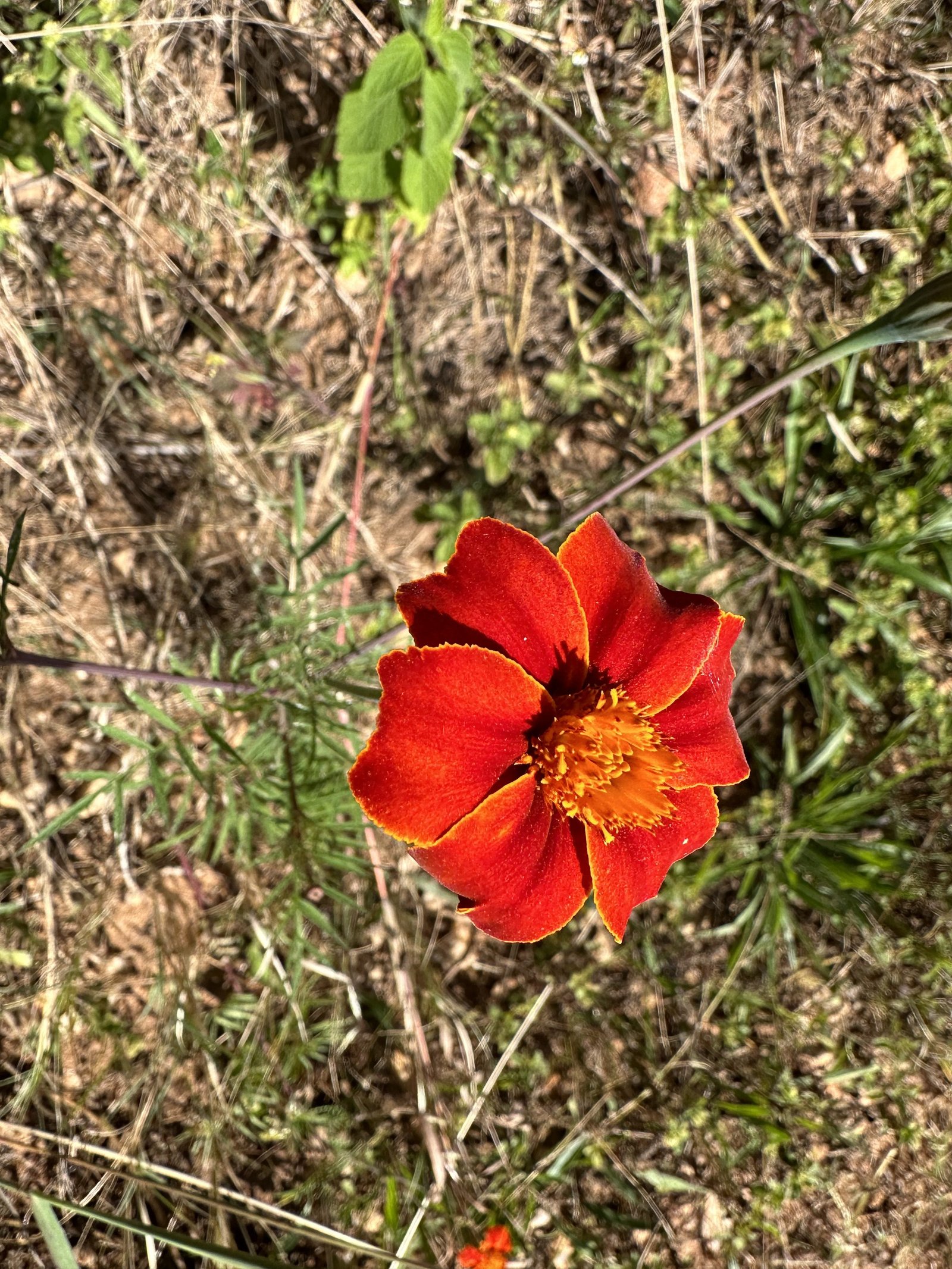 Rode bloem in close-up. 