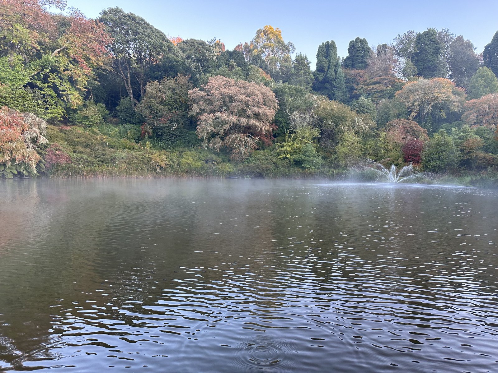 Africamps, Magoebaskloof: meertje tussen tropische begroeiing. 
