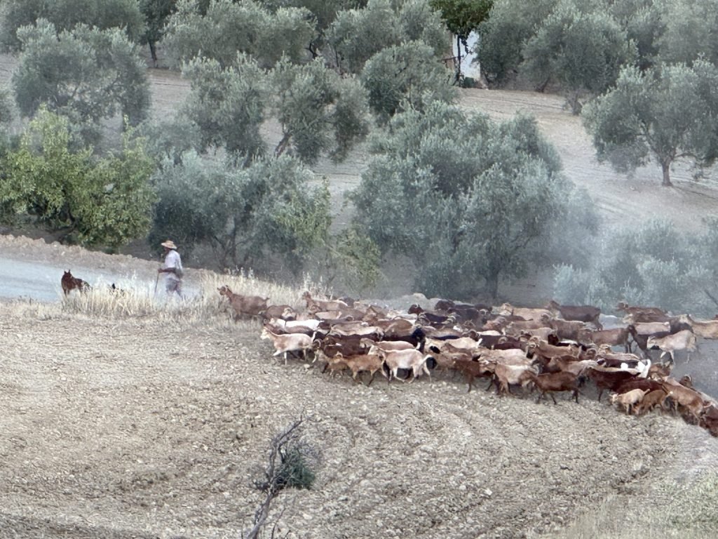 Hond met herder en kudde schapen stapt een helling op. 