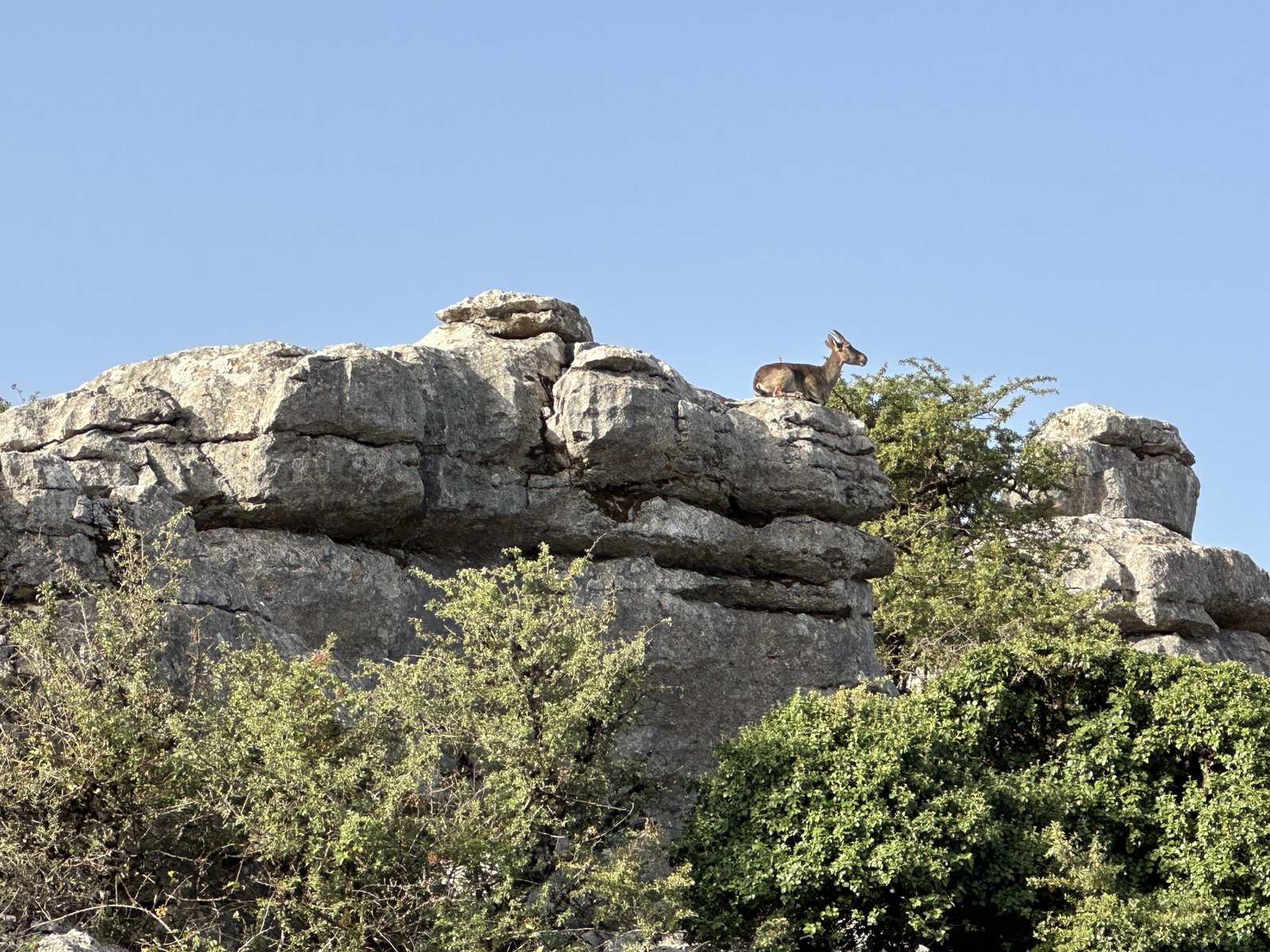 Torcal: gelaagde rotsen boven groen. 