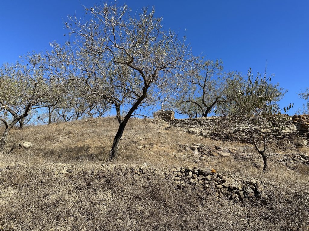 Pico de Bentomiz: amandelbomen op droge helling steken af tegen de blauwe lucht.