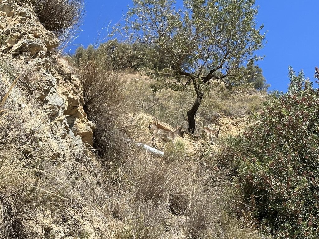 Berggeiten onder boom in kloof in Parque Natural Sierra Tejeda. 
