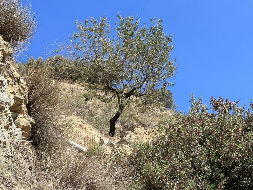 Berggeiten onder boom in een kloof in het Parque Natural Sierra Tejeda