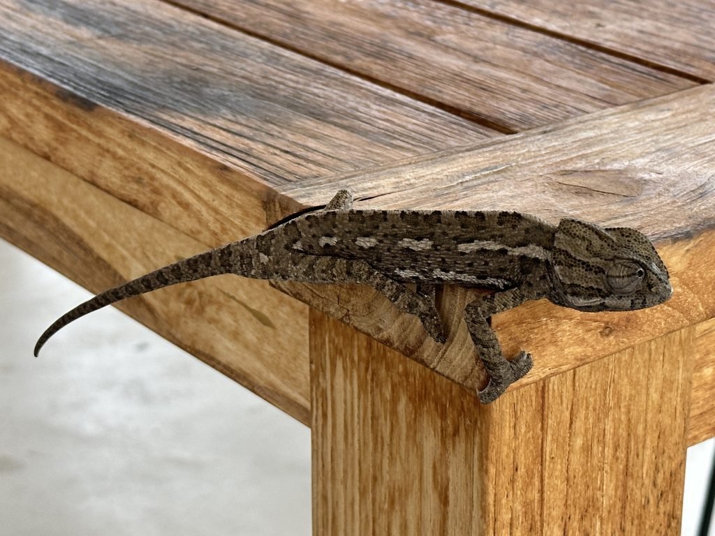 Europese kameleon onder tafel. 