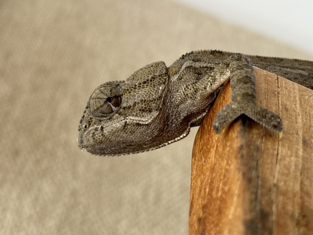 Close-up van hoofd van Europese kameleon. 