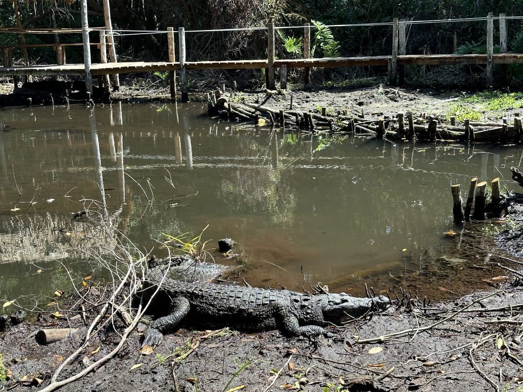 Krokodil voor poel in de mangroves. 