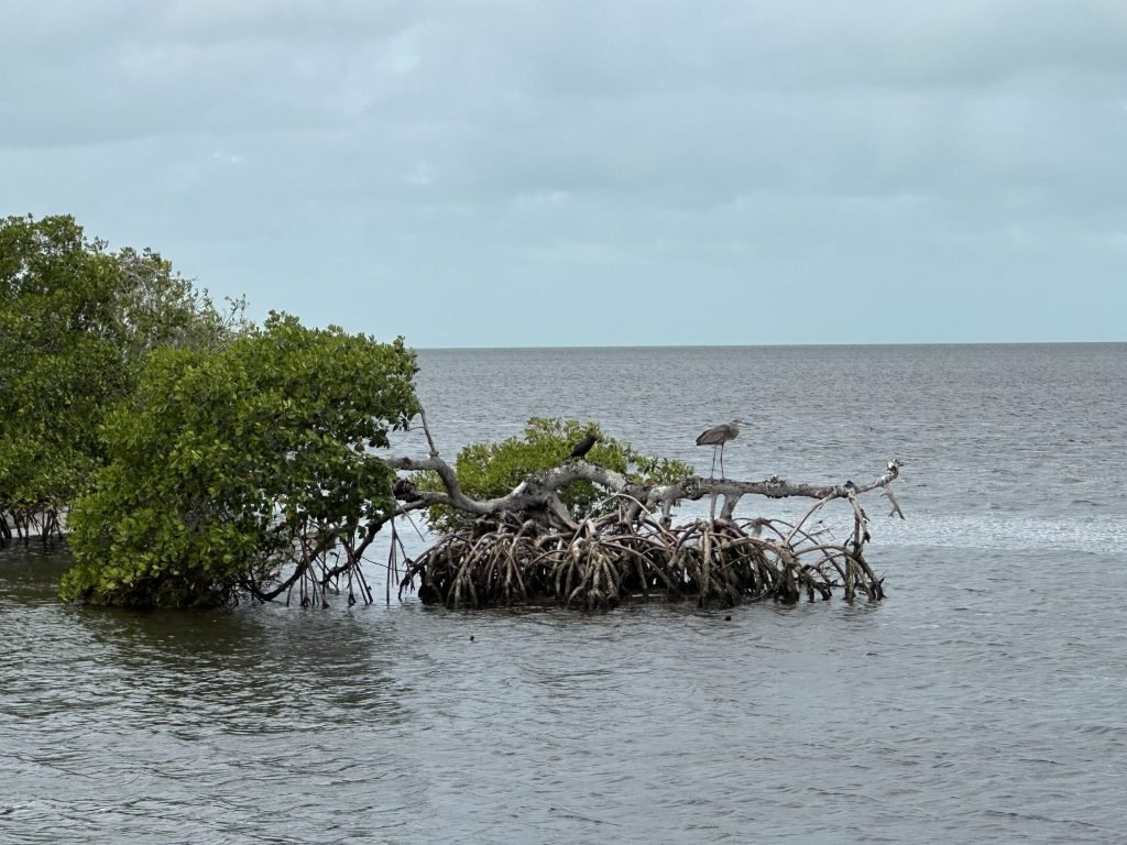 Stukje mangrove omringd door water en reiger op tak. 
