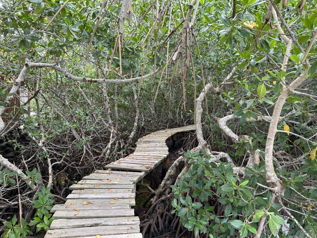 Vlonderpad slingert door het mangrove-bos. 