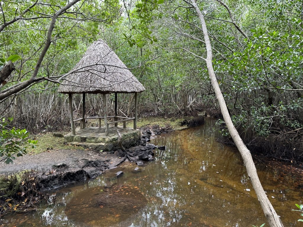 Open hutje met rieten dak aan de rand van een poel in het mangrove-bos. 