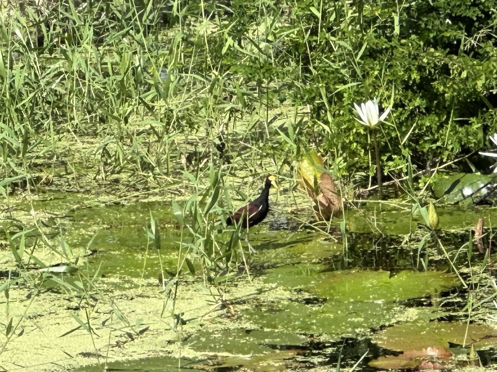 Jacana Norteña vogel stapt op waterplanten in Yucatán