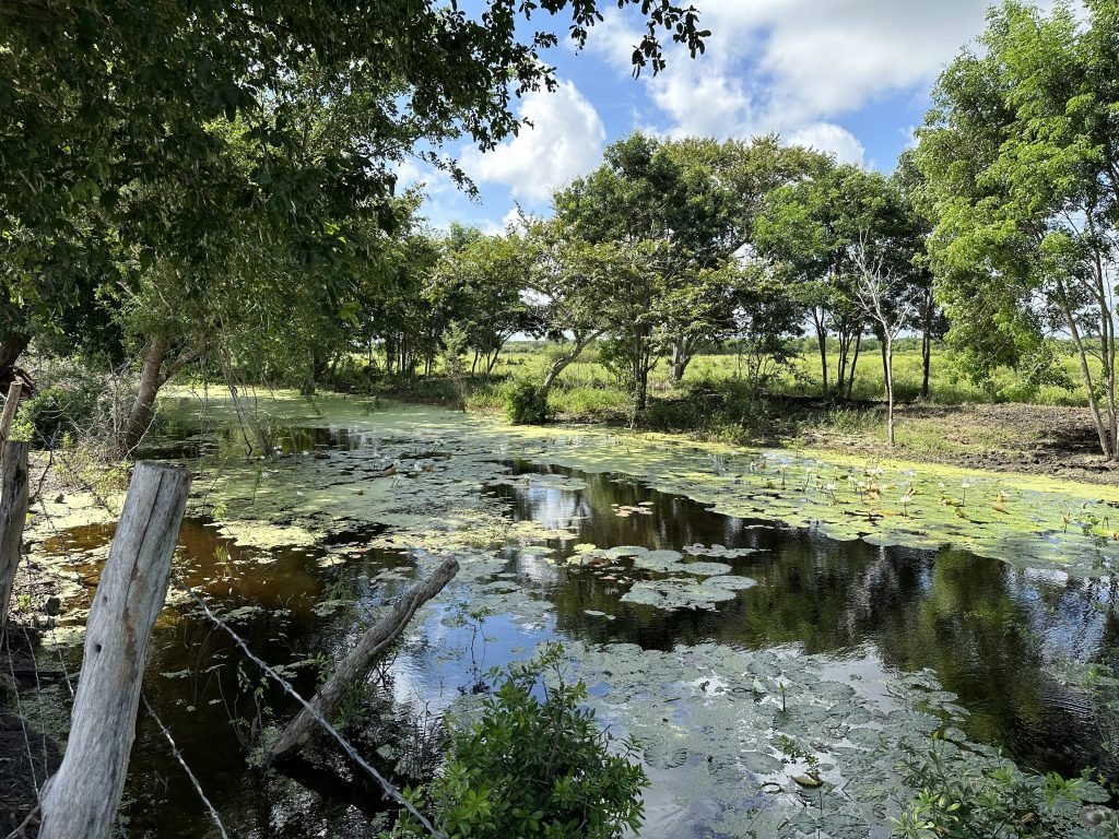 Meertje met waterplanten en weerspiegelende lucht in Yucatán