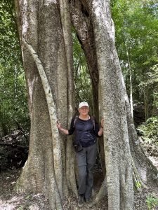 Toeriste in stam van Kapok-boom in Calakmul