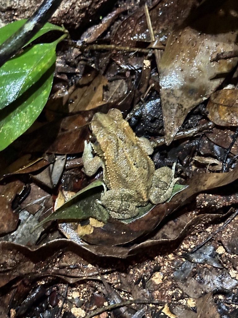 Kleine geelbruine pad in Kapok Bacalar. 