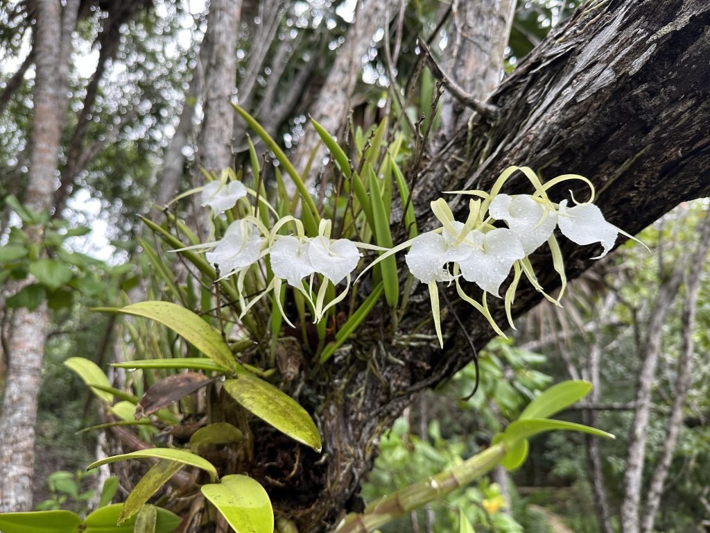 Eigenaardige witte bloemen op boomstronk in jungle van Kapok Bacalar. 